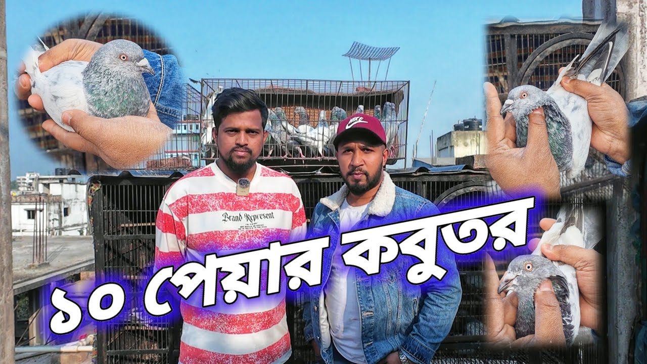 সাভার বুলিয়াপুর সবুজ ভাইয়ের কাছে কিছু টুর্নামেন্ট খেলা পাল্লা করা কবুতরের কালেকশন - ( 01814444613 