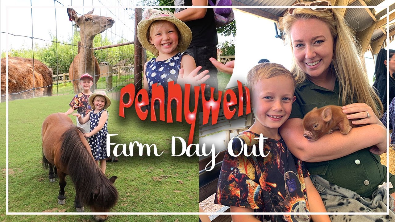 PENNYWELL FARM MINIATURE PIGS !! FAMILY DAYS OUT DEVON ATTRACTIONS - LOTTE ROACH
