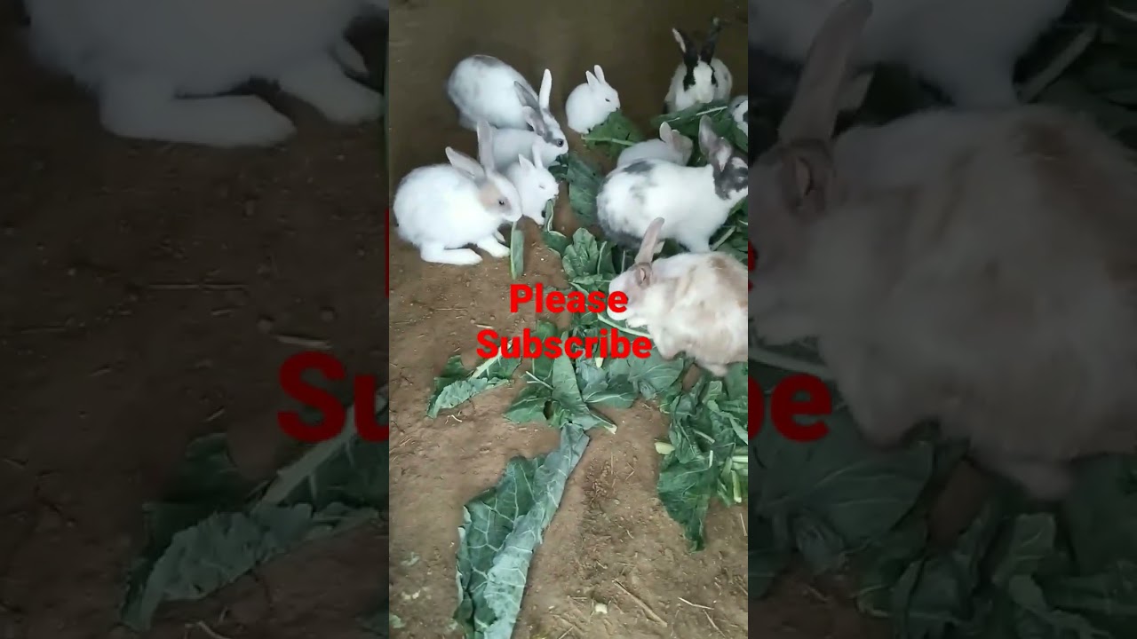 Rabbit 🐰 love 
