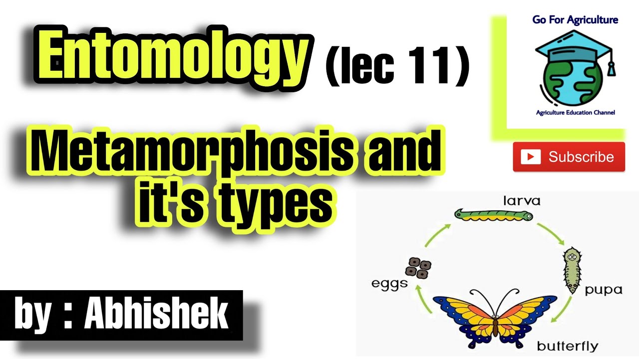 Metamorphosis in insects and it's types | Entomology lec 11 | Go For Agriculture