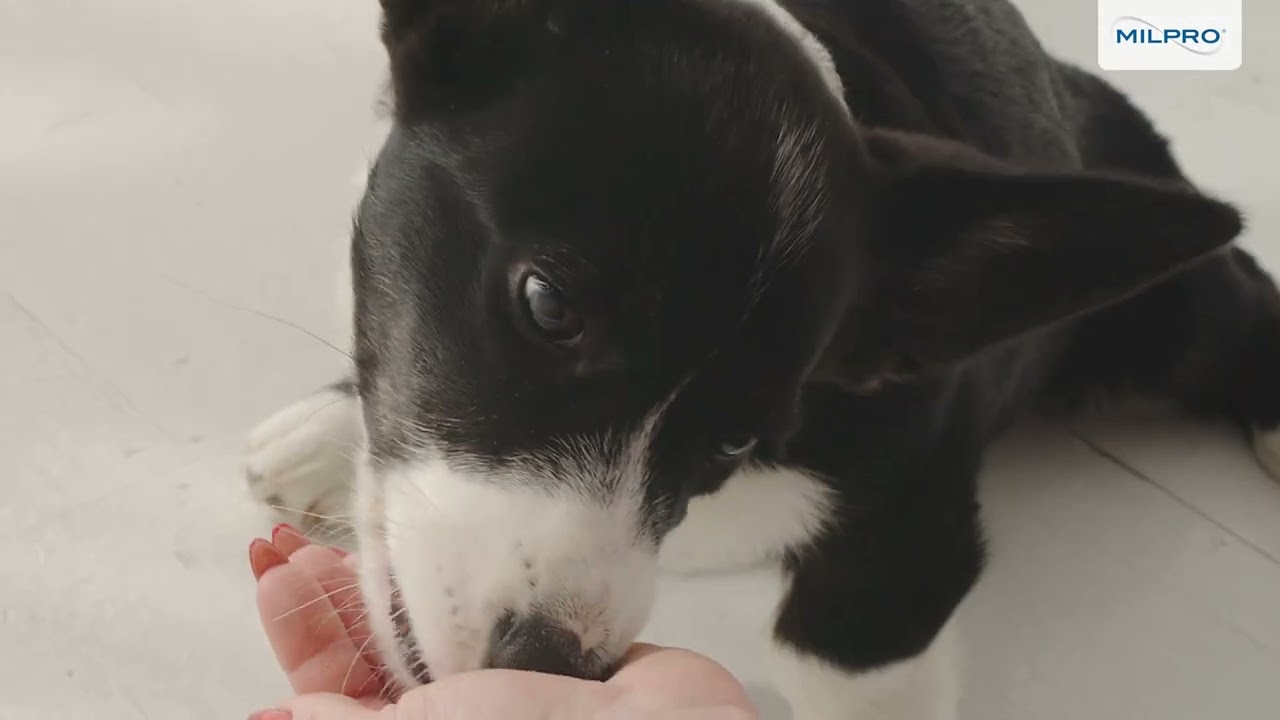 Milpro&reg; - Worming without the Fuss