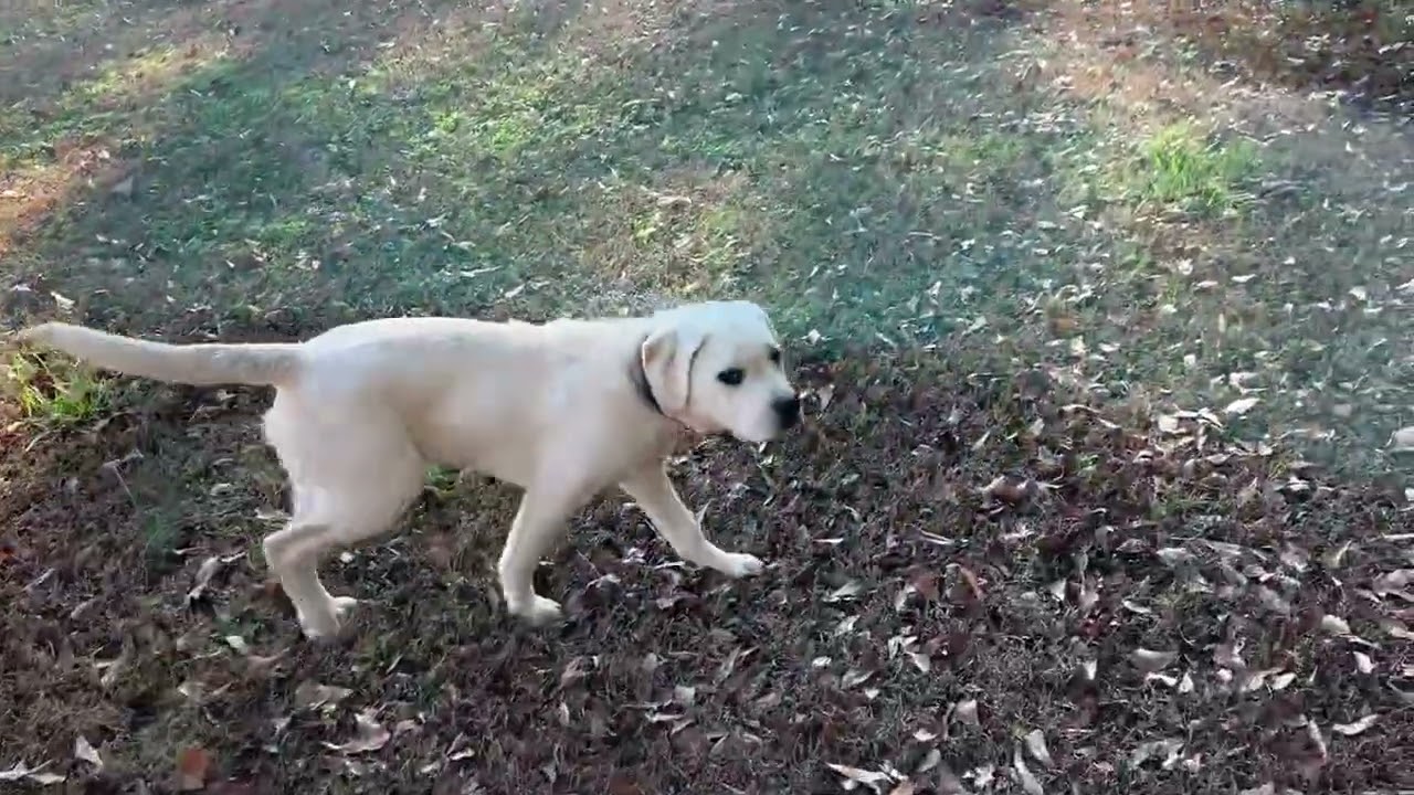 Blu - 1st off leash session
