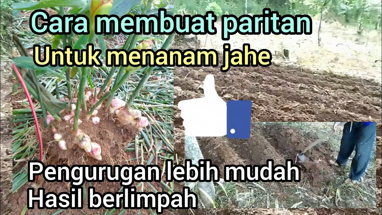 Tutorial !! Cara membuat paritan untuk menanam jahe 