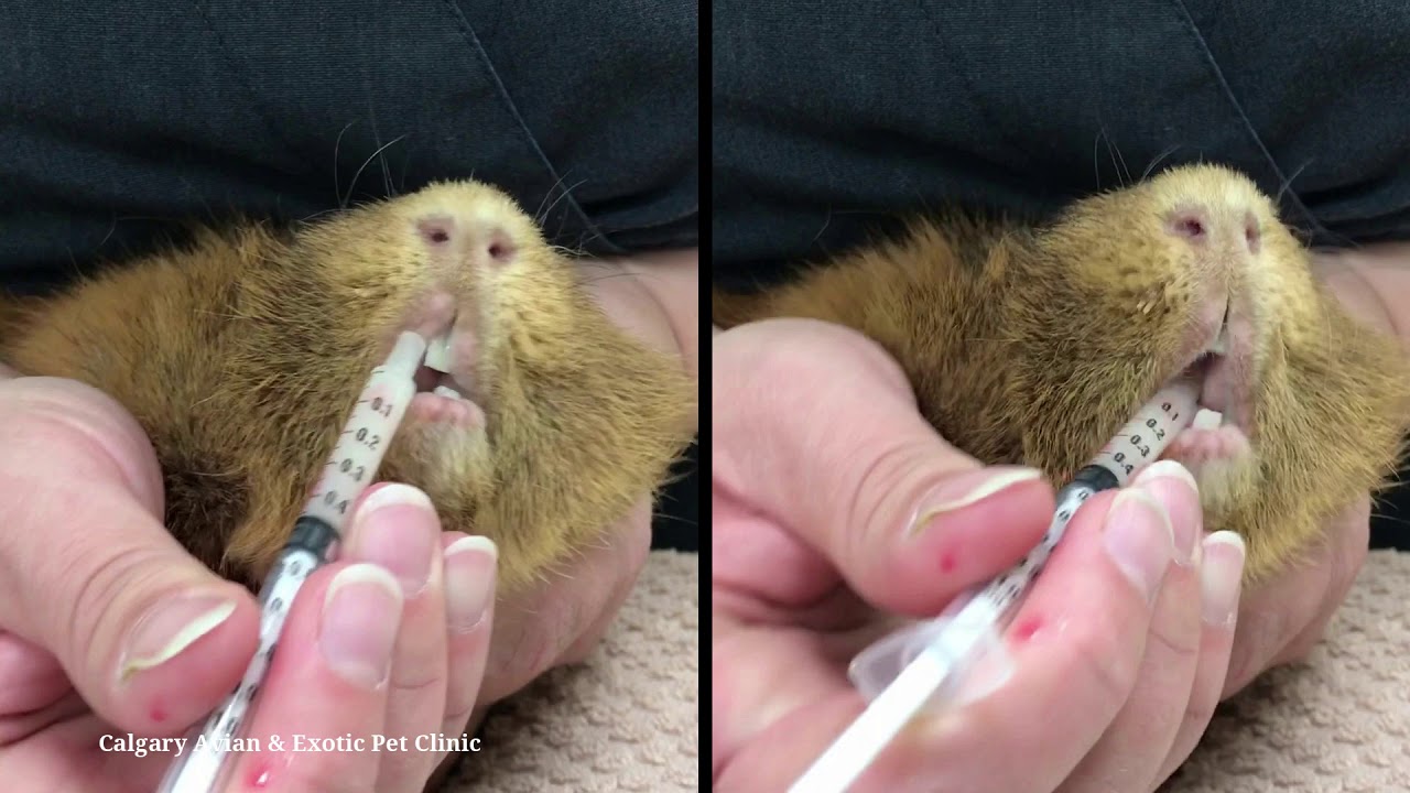 Calgary Avian & Exotic Pet Clinic: Medicating a guinea pig