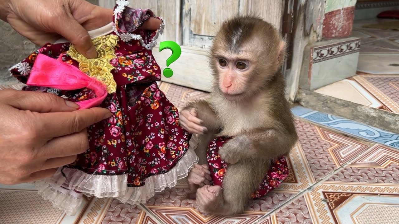 baby monkey Tina is sad because her favorite dress is torn