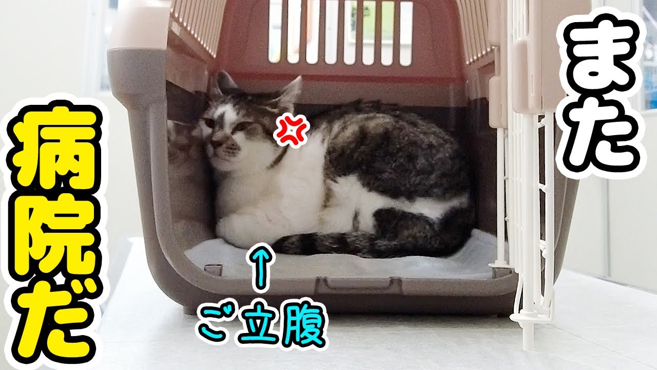 病院で怒る兄猫と心配する弟猫が可愛すぎた【血液検査】