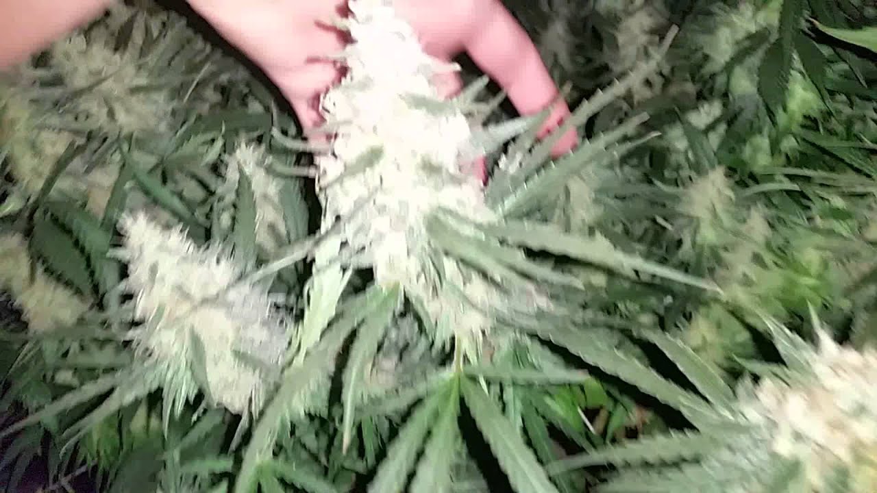 Almost time to start flushing