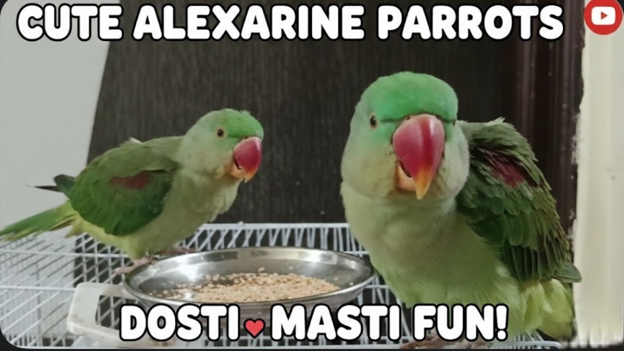 Alexandrine Parrot ki masti parrot pair ki dosti | parrot oair dance 