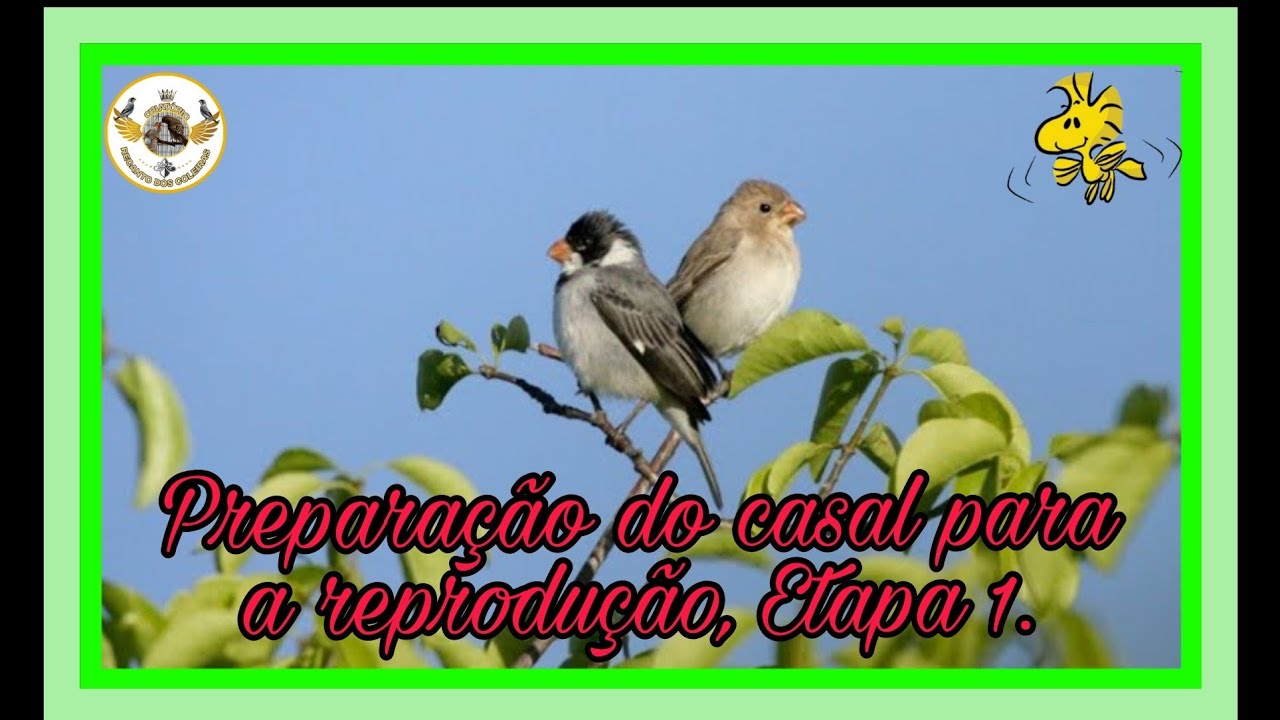 Como preparar o casal de golinhas para a reprodução. ETAPA 01. #golinha #patativa