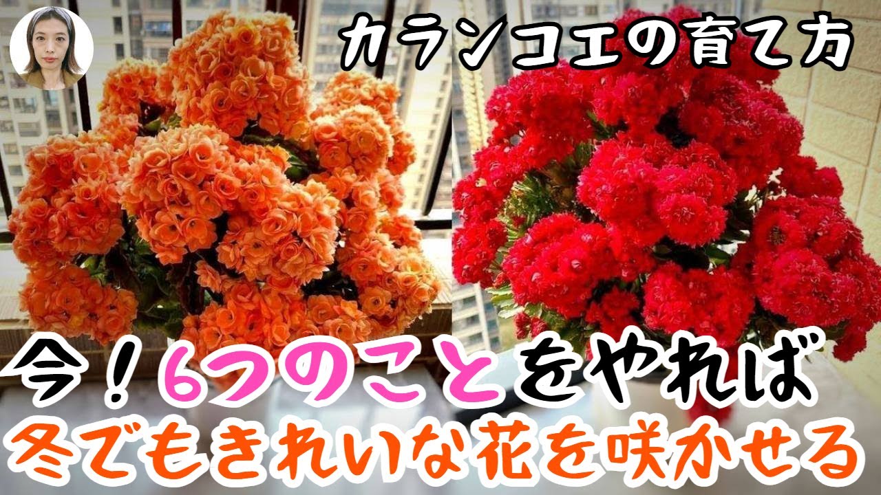 カランコエの育て方、ベテラン花農家も知らい冬の管理、冬に咲くカラフルな花が魅力！｜花子