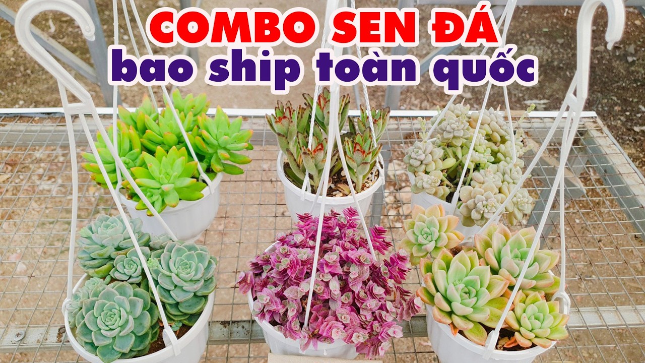 Combo Sen Đá Dễ Trồng – Bao Ship Toàn Quốc
