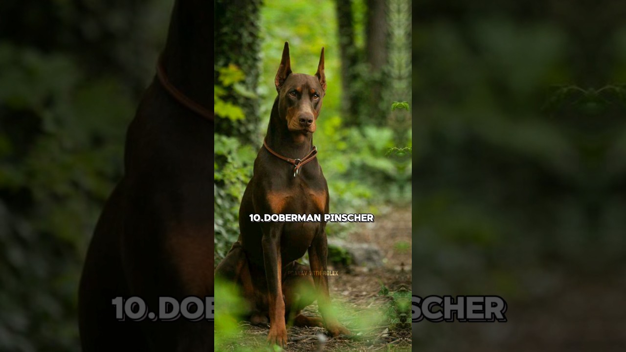 Top 10 hunting dog in the world🩸Which one is your favorite?🐶
