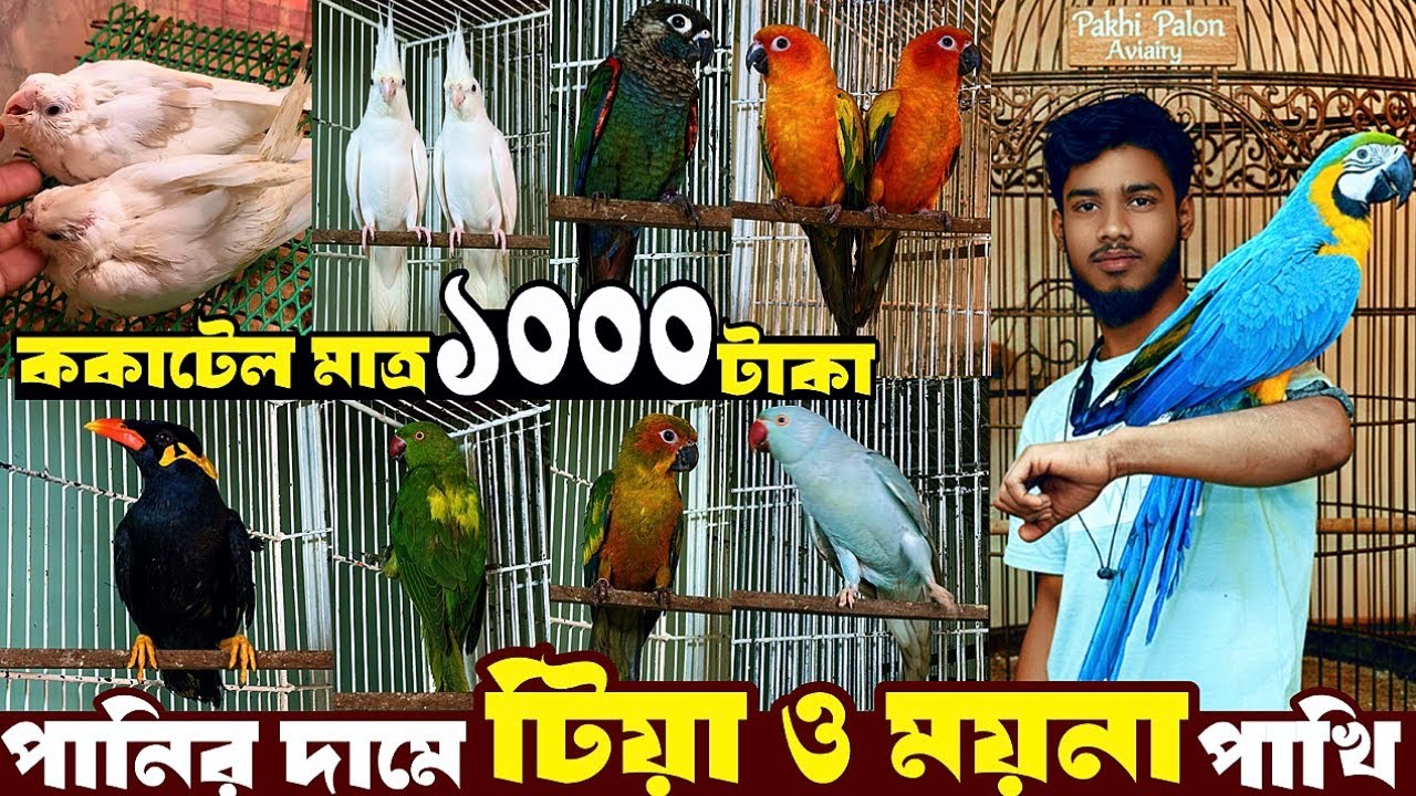 ককাটেল ১০০০ | ময়না, টিয়া ও কনুর পাখিতে স্পেশাল অ*:ফার | যে অ*:ফার কেউ দিবেনা। 