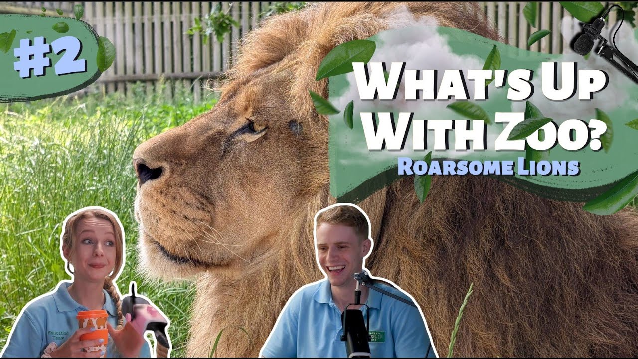 ROARSOME LIONS! |  WHAT'S UP WITH ZOO | PODCAST EPISODE 2