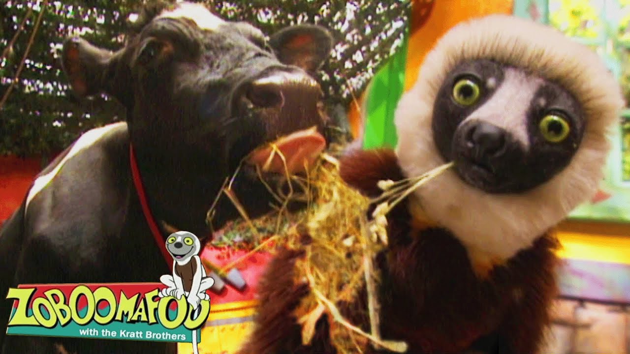 Cows & Kangaroos: Ruminant Animal Facts for Kids! | Zoboomafoo - WildBrain | Full Episodes