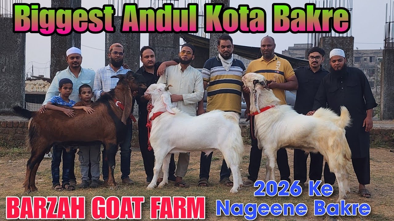 2026 Biggest Kota Andul Bakre At BARZAH GOAT FARM | Khubsurat Andul Goat In Bhiwandi 