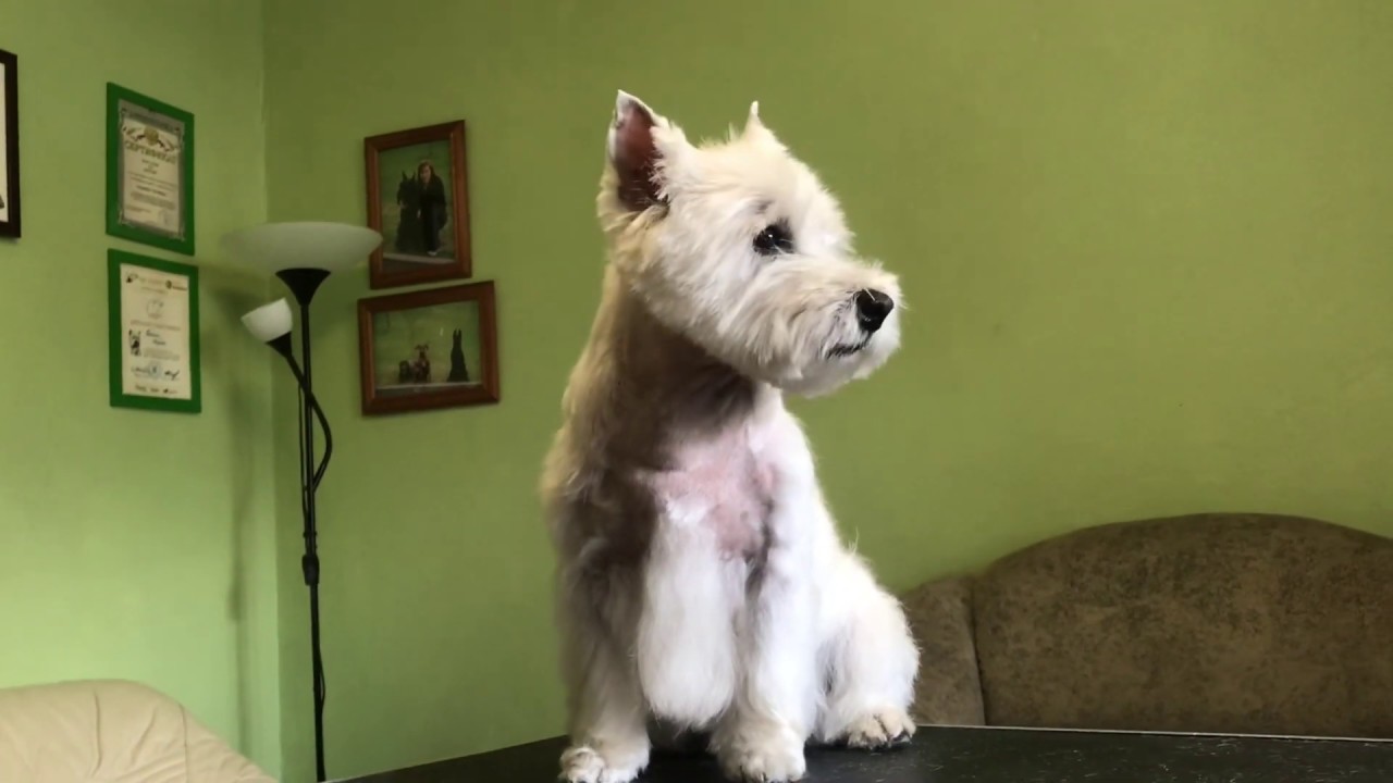 Стриппинг, тримминг Вест Хайленд Уайт терьера.Westie Grooming Trimming