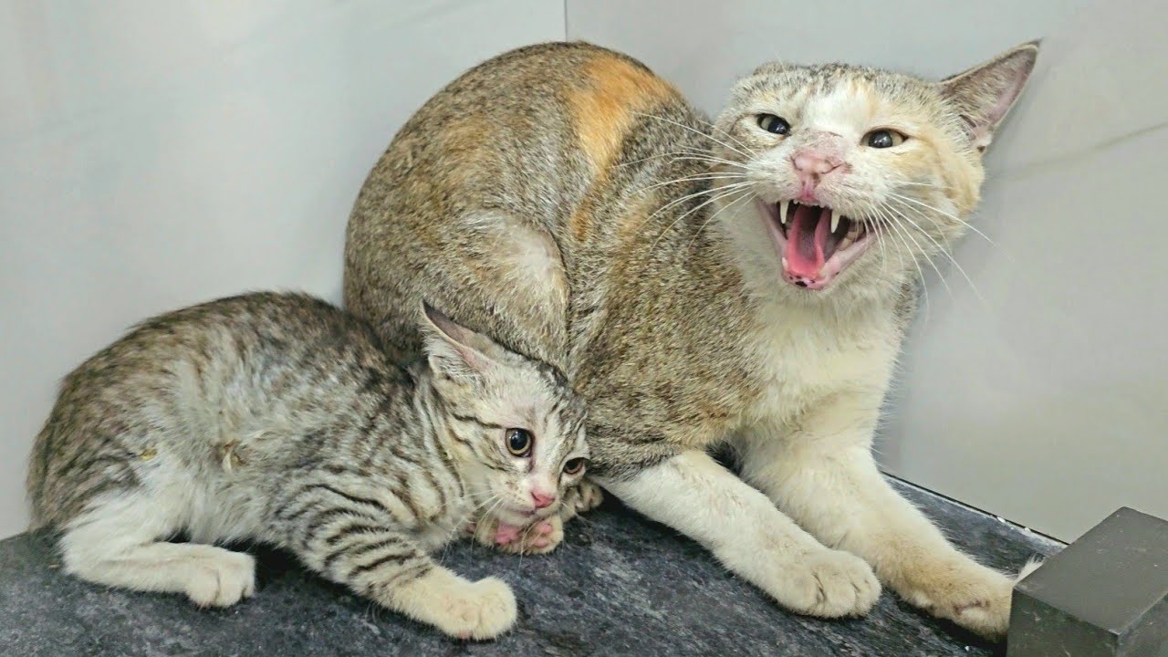 A Stray Cat Brings Her Kittens into my Home – But What She Thought Next Broke Our Hearts