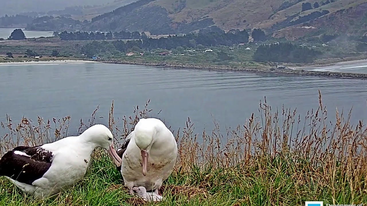 Royal Albatross ~Mom (YRK)sees her baby first time~1:05 PM 2020/02/03