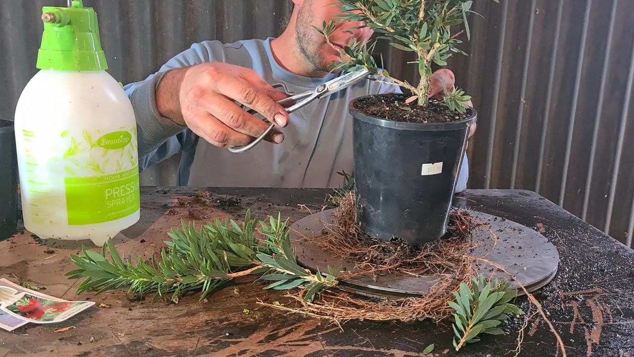Nursery trip Part 2, working on Big little John bottlebrush, Aussie Bonsai Bloke. For beginners