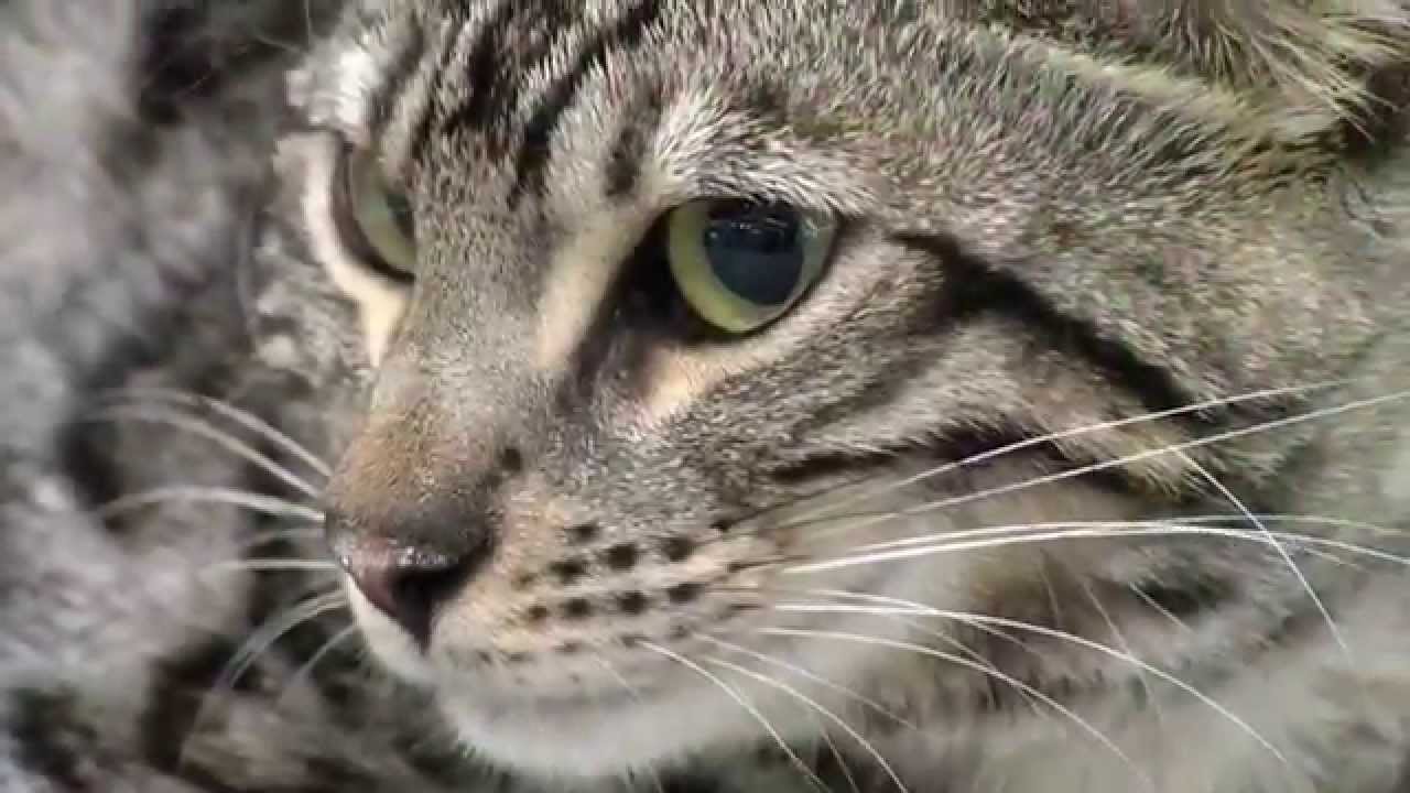 Heimtierpfleger zeigen Pflege bei Hunden und Katzen