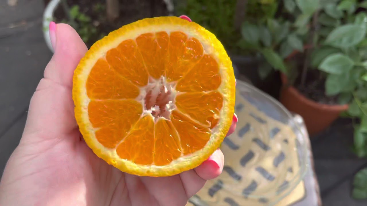 Мандарин 🍊 Декопон Shiranui, первое плодоношение ,дегустация .