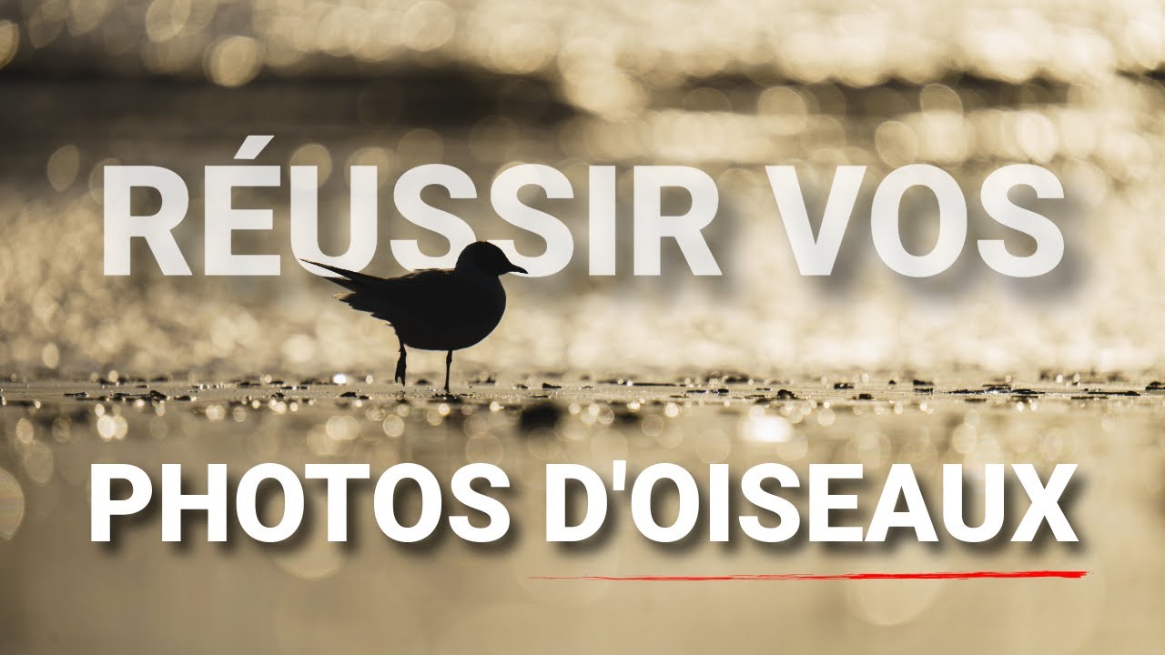 PHOTOGRAPHIER LES OISEAUX DEVIENT FACILE : 3 ASTUCES À CONNAITRE