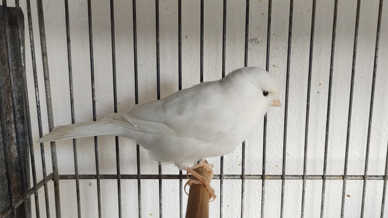 Can&aacute;rio branco &eacute; mais fraco que os outros? 🤔