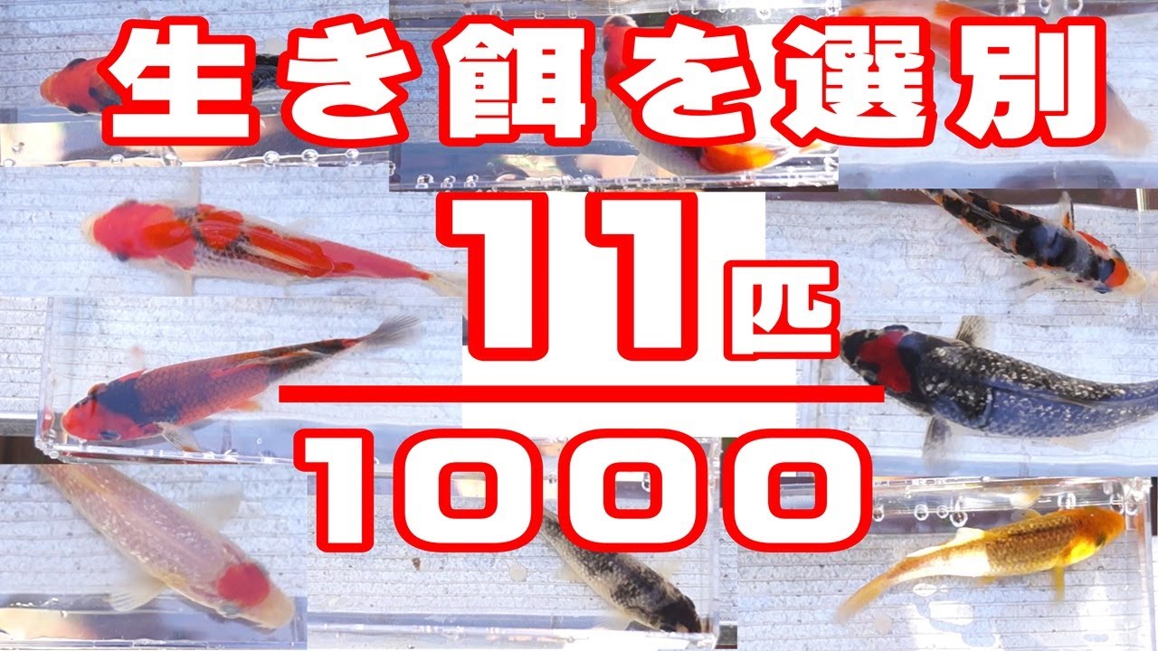 餌用の鯉子を選別してプラ船で飼育したい