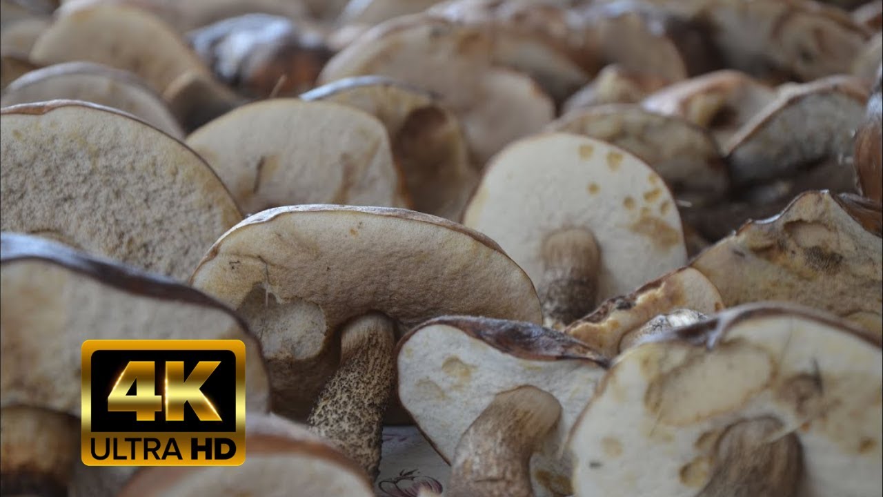 Birkenpilze ohne Ende im Oktober Pilze sammeln Schwammerl 4k Bayern Deutschland