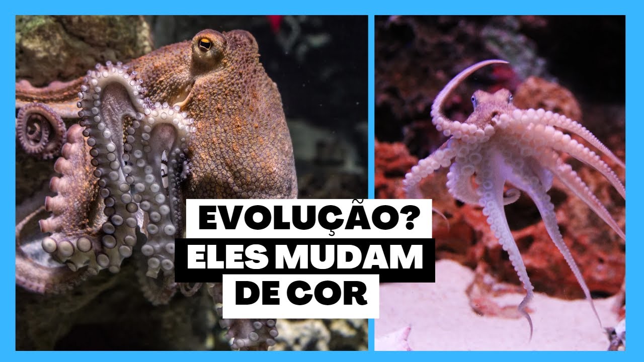 04 - Moluscos - Cefal&oacute;podes