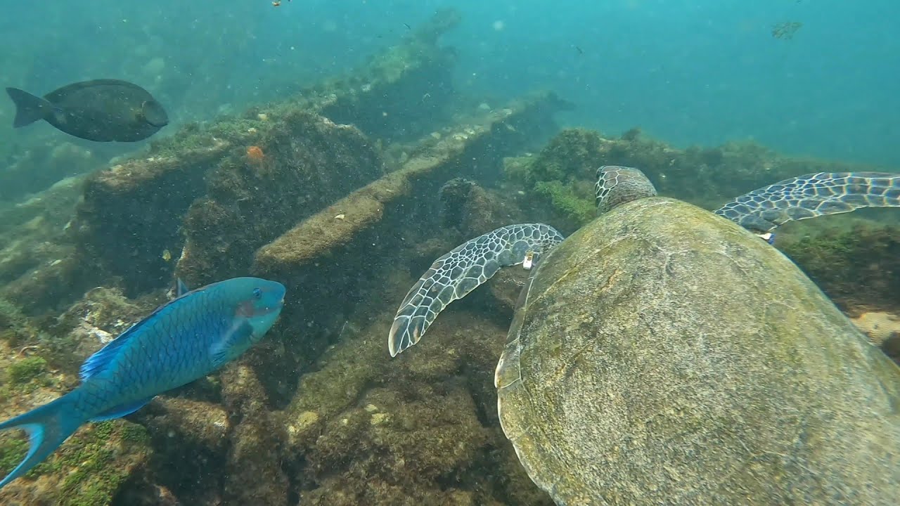 Naufrágio do Porto - Fernando de Noronha, PE   |  4K  |