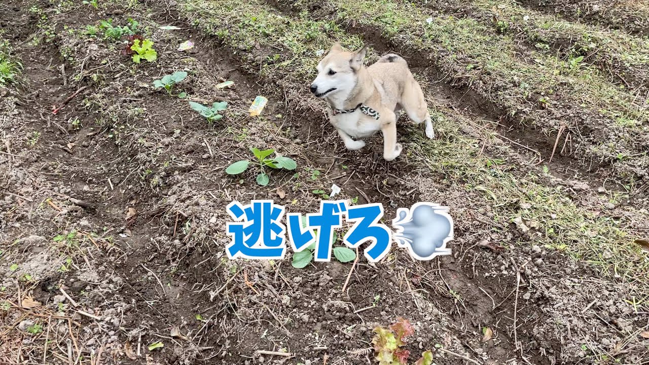 畑を耕して秋冬野菜を植えたら獣対策よりむぎ対策が必要だった件😂