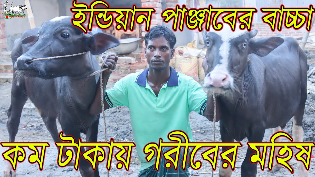 যারা টাকার অভাবে মহিষের বাচ্চা কিনতে পারেন না,তাদের জন্য আজকের ভিডিও! কম টাকায় বড় বড় মহিষের বাছুর।
