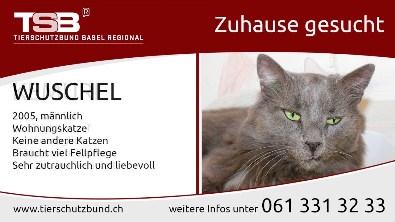 Tierschutzbund Basel Regional: Zuhause gesucht #22