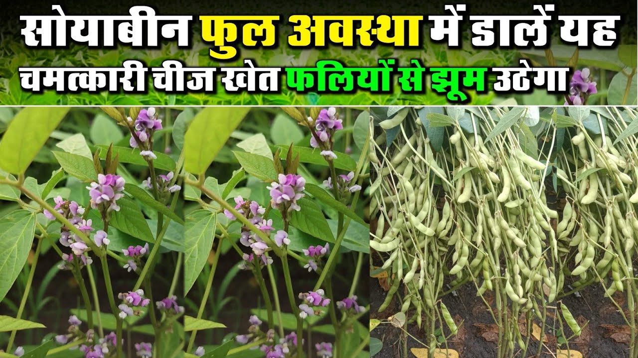 सोयाबीन फूल अवस्था में डालें यह बेस्ट कॉम्बिनेशन फॉर्मूला खेत फूल और फल्लियों से झूम उठेगा🌱soybean