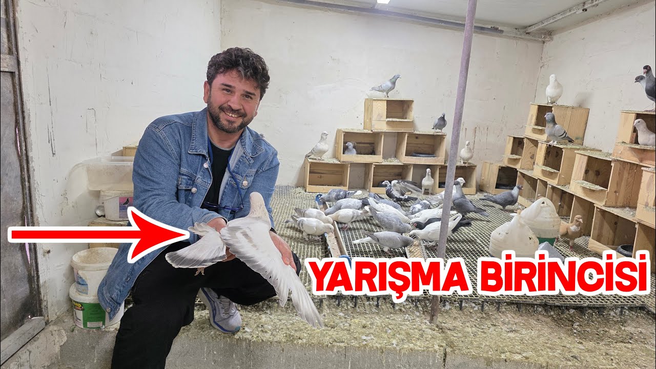 Şampiyon Güvercine Yavru Baktırıyor Bünyaminin Elvan Güvercinleri 