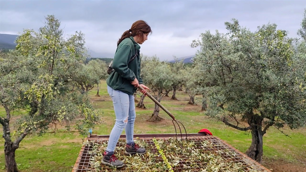Montando la criba y cogiendo aceitunas con mi padre