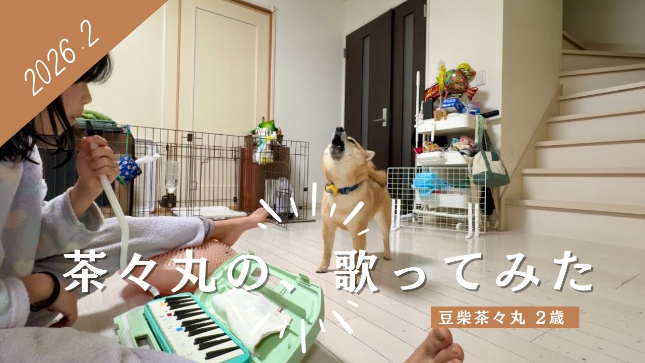 【豆柴 茶々丸 2歳】ひさびさに歌ってみた柴犬