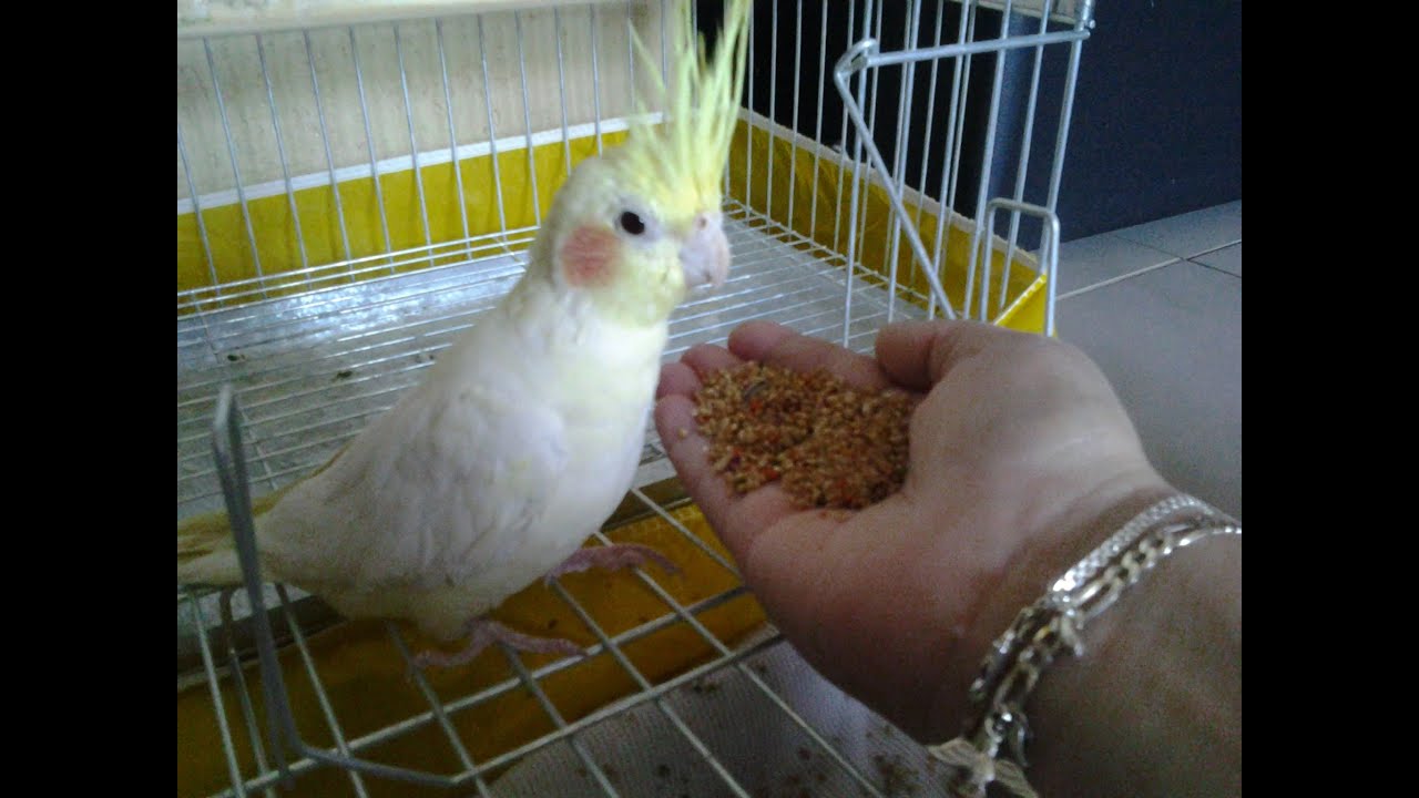 CALOPSITA CANTANDO E FALANDO
