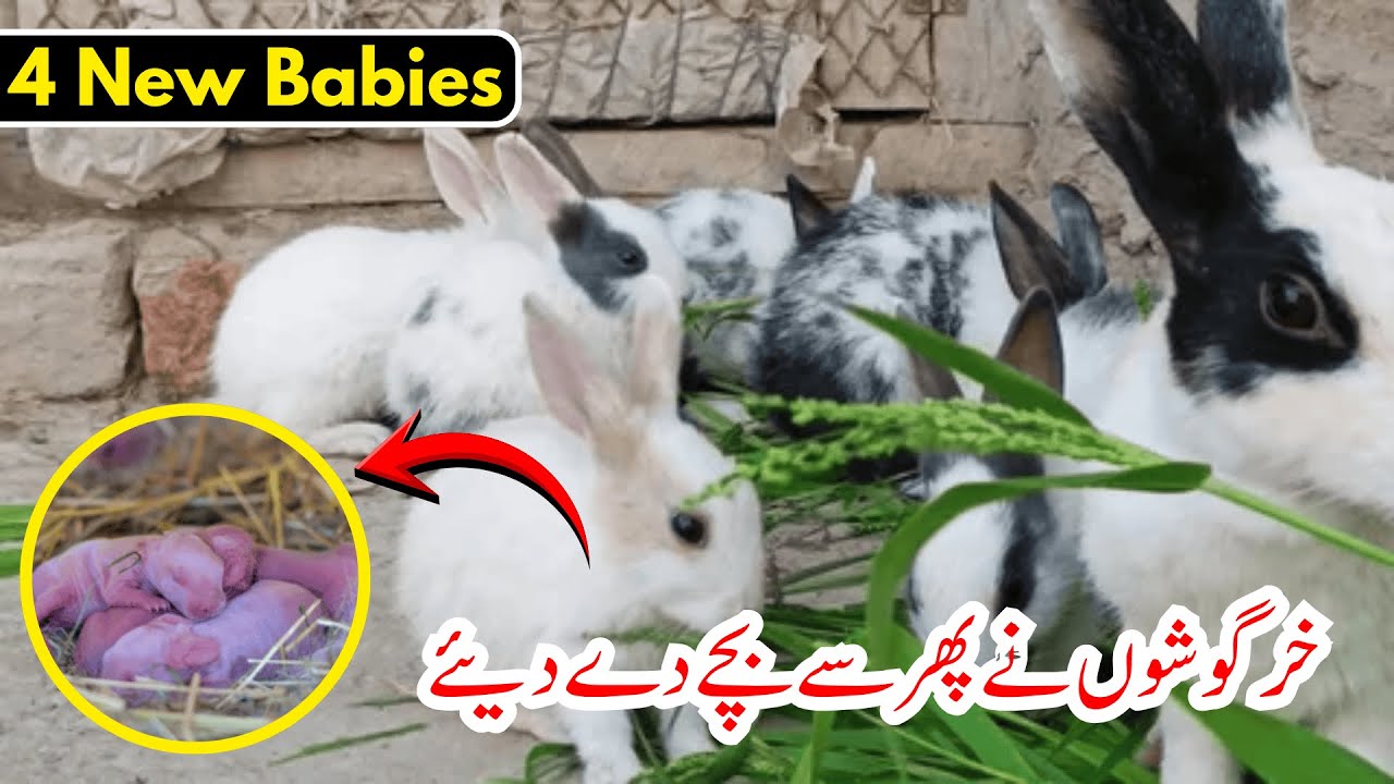 Rabbits Ny Dobara Bachy Dy Dea 😍 | Total 11 Rabbits Baby Ho Gy 🤩