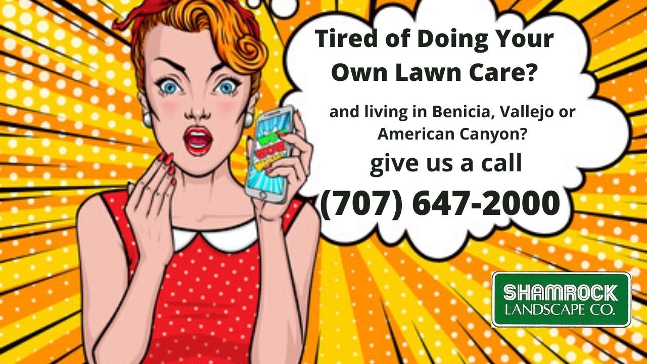 Debunking Common Lawn Care Myths - 7 Lawn Care Myths Debunked | Shamrock Landscape, Benicia CA