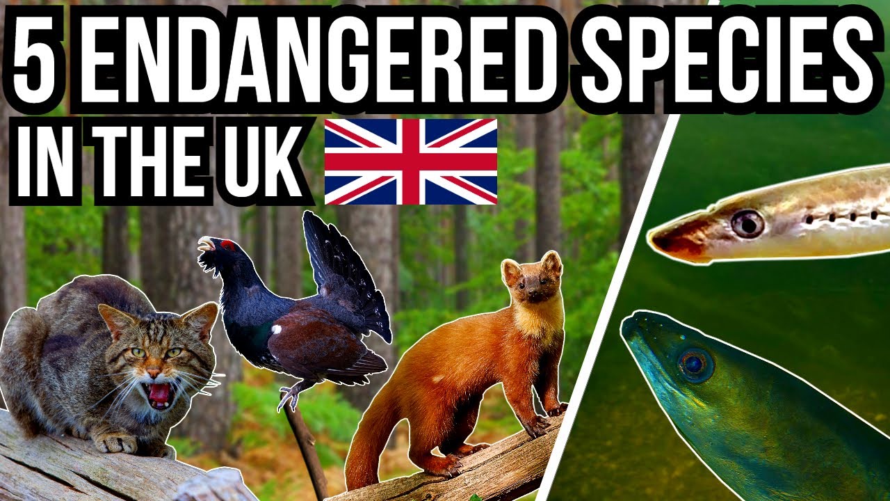 5 Threatened and Endangered Species In the UK