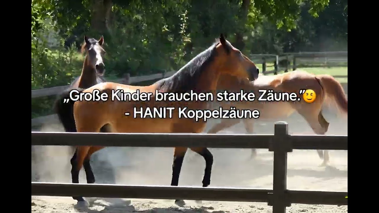 Gro&szlig;e Kinder brauchen starke Z&auml;une &ndash; Hanit Koppelz&auml;une