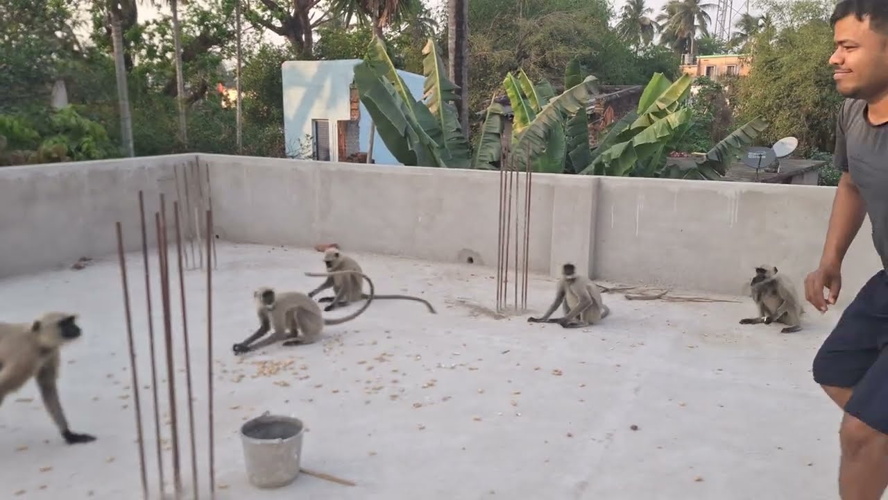 Hungry Monkey Troops Enjoying Their Foods