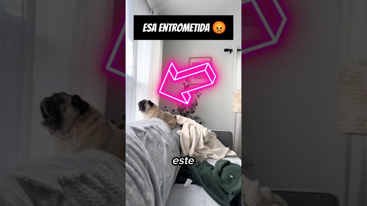 ¿Qué miembro de tu familia hace esto? 😡 (@flokiandvienna)