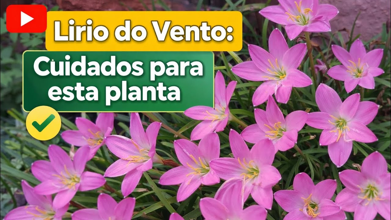 Lírio do vento; a planta que floresce como mágica! #liriodovento #plantas #plants 