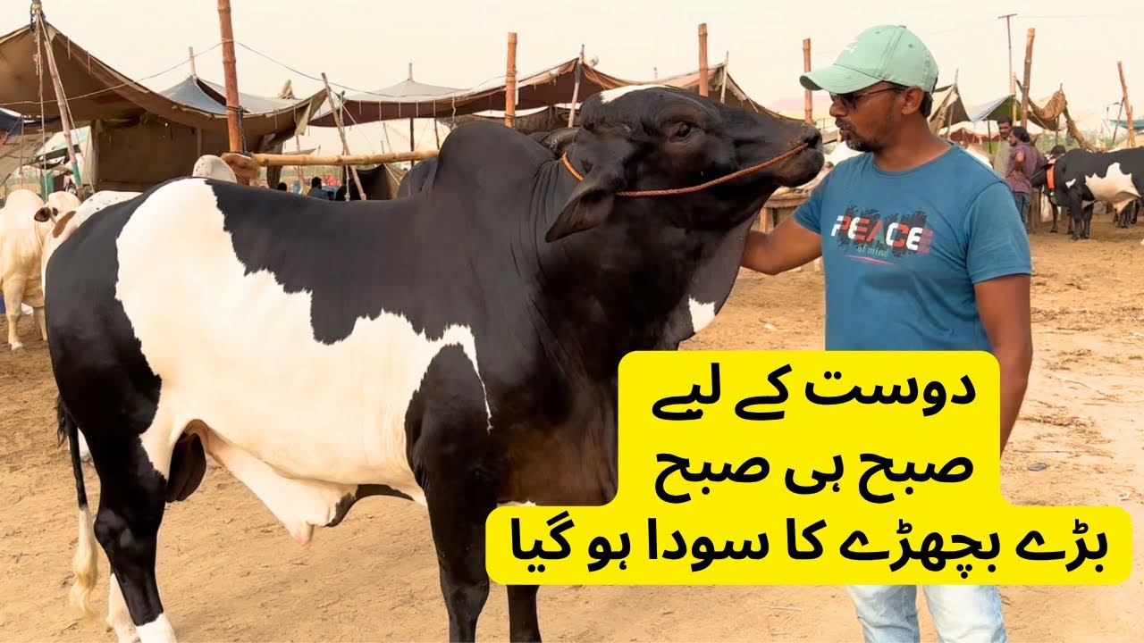 Dost K Liye Bare Bachray Ka Soda Hogaya. Northern Bypass Mandi.