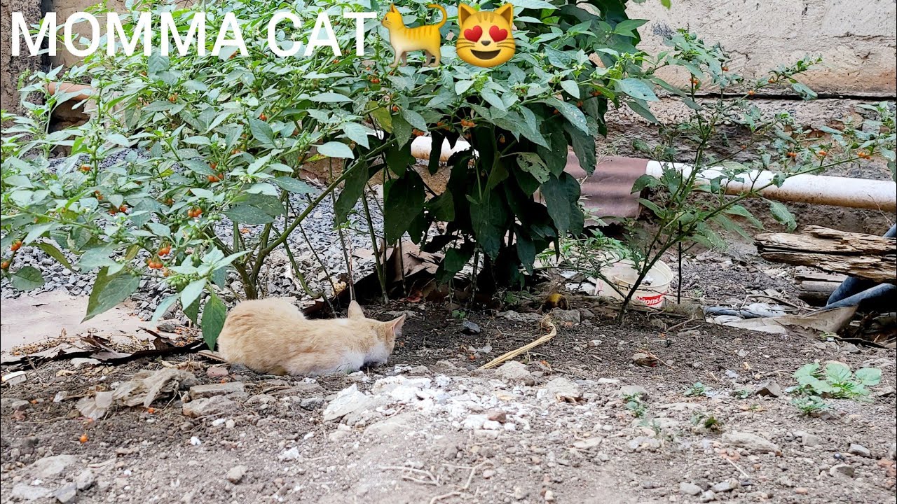 MOMMA CAT 🐈 under a shade😻MUST WATCH ✅️