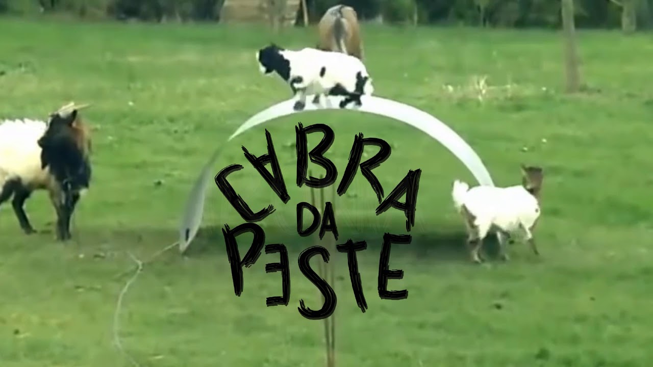 Cabra da peste  -  Iron&iacute;a